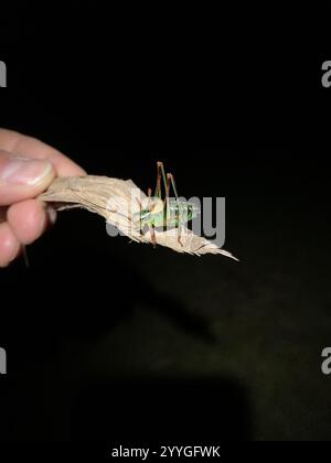 Barbitistes constrictus (Barbitistes constrictus) Banque D'Images