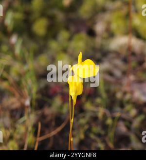 Larme cornée (Utricularia cornuta) Banque D'Images