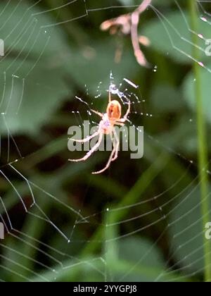 Araignée blindée eurasienne à longue mâchoire (Metellina segmentata) Banque D'Images