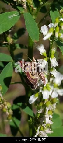 Teigne cramoisie et dorée commune (Pyrausta purpuralis) Banque D'Images