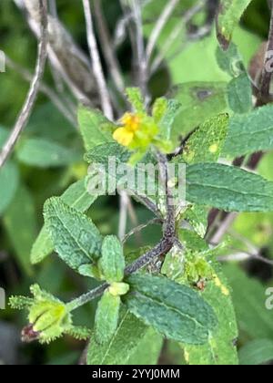 Millepertuis oriental (Sigesbeckia orientalis) Banque D'Images