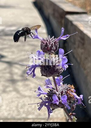 Abeille charpentier de la vallée (Xylocopa sonorina) Banque D'Images
