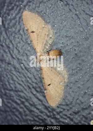 Carlin d'armoise (Eupithecia absinthiata) Banque D'Images