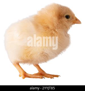 Jeune poulet de couleur jaune et or qui s'est tourné sur le côté et prêt à quitter isolé dans cette image de studio. Banque D'Images