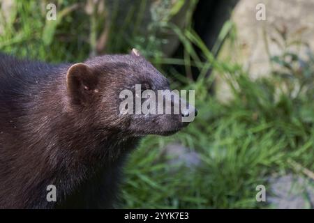 Wolverine (Gulo gulo) captive, basse-Saxe, Allemagne, Europe Banque D'Images