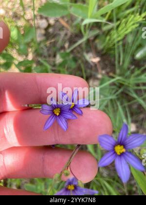 Herbe stricte aux yeux bleus (Sisyrinchium montanum) Banque D'Images