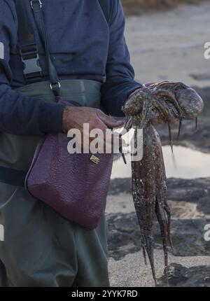 Calmars fraîchement pêché, poulpe, (Octopus cyanea) dans la main d'un pêcheur, Pouilles, Italie, Europe Banque D'Images