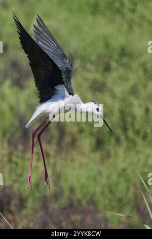 Pieu de sable sur pilotis en vol (Himantopus himantopus) Andalousie, Espagne, Europe Banque D'Images