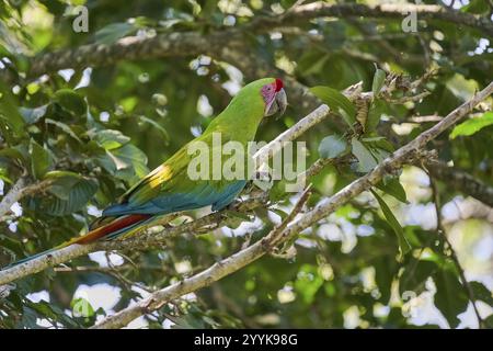 Grand aras vert (Ara ambiguus) Costa Rica Banque D'Images