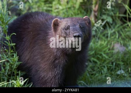 Wolverine (Gulo gulo) captive, basse-Saxe, Allemagne, Europe Banque D'Images