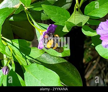 Sonoran Bumble Bee (Bombus sonorus) Banque D'Images