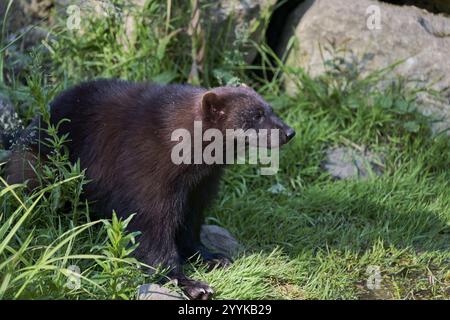 Wolverine (Gulo gulo) captive, basse-Saxe, Allemagne, Europe Banque D'Images