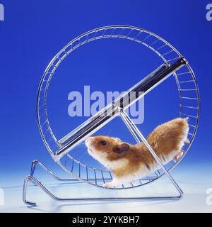 Un hamster doré courant dans une roue de hamster, roue en cours, (Mesocricetus auratus), hamster doré syrien photo Studio, basse-Saxe, République fédérale Banque D'Images