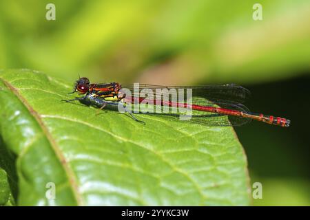 Grande demoiselle, Pyrrhosoma nymphula rouge Banque D'Images