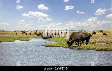 Buffles africains, troupeau de buffles du cap, Syncerus caffer dans le parc national de Chobe au Botswana Afrique Banque D'Images