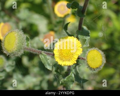 Petite Fleabane (Pulicaria vulgaris) Banque D'Images