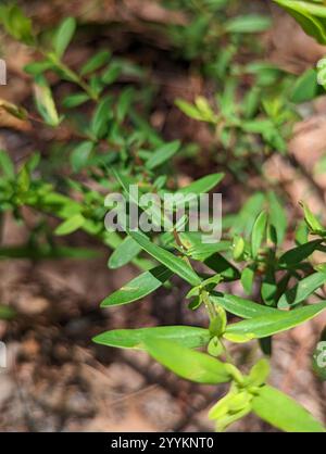 Croix d'Andrew (Hypericum hypericoides) Banque D'Images