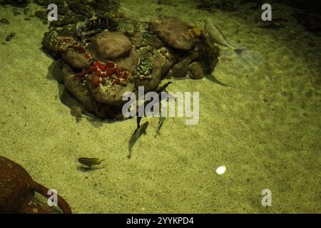 La Canaphite minérale est rouge en forme de fleur. Fleur de pierre dans l'aquarium. Banque D'Images