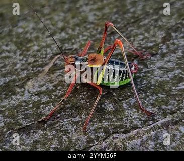 Barbitistes constrictus (Barbitistes constrictus) Banque D'Images