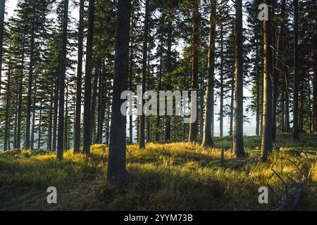 Le soleil brillant brille magnifiquement à travers les feuilles vertes luxuriantes des arbres qui se dressent haut dans la forêt sereine Banque D'Images