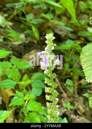 Calotte crânienne à feuilles de cœur (Scutellaria ovata) Banque D'Images