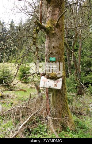 un arbre avec bouclier envahi en république tchèque Banque D'Images