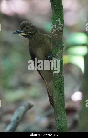 Bûcheron à ailes de Tawny (Dendrocincla anabatina) Banque D'Images