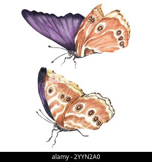 Papillons exotiques violets. Grands papillons tropicaux aux ailes fermées. Éléments de design vintage. Clipart. Illustration d'aquarelle dessinée à la main. Banque D'Images