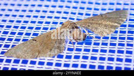 Carlin d'armoise (Eupithecia absinthiata) Banque D'Images