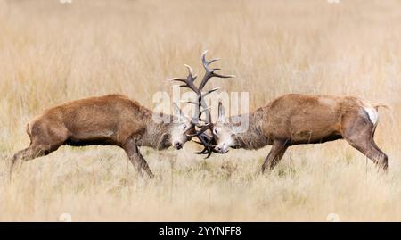 Cerfs de cerfs rouges combattant pendant la saison d'ornithage en automne, Royaume-Uni. Banque D'Images