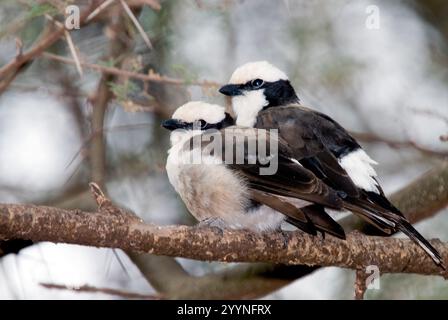 Paire de pis à couronne blanche du Sud (Eurocephalus anguitimens) du lac Manyara, Tanzanie. Banque D'Images