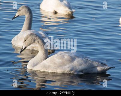 Cygne juvénile de Whooper (Cygnus cygnus) prise à WWT Martin Mere le 9 décembre 2024. Banque D'Images