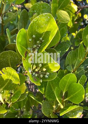 Mangrove fluviale (Aegiceras corniculatum) Banque D'Images