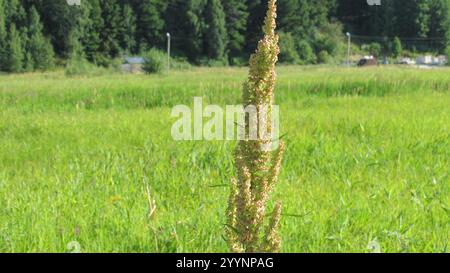 Quai écossais (Rumex aquaticus) Banque D'Images