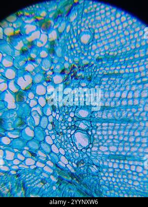 Image microscopique de pin Banque D'Images