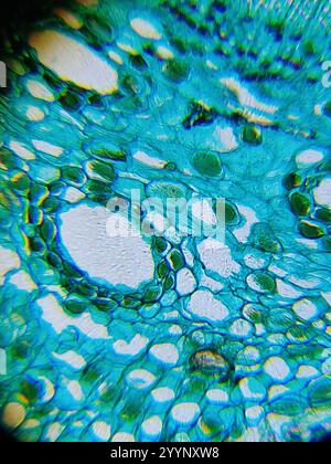 Image microscopique de pin Banque D'Images