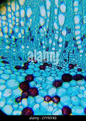 Image microscopique d'une tige de coton Banque D'Images