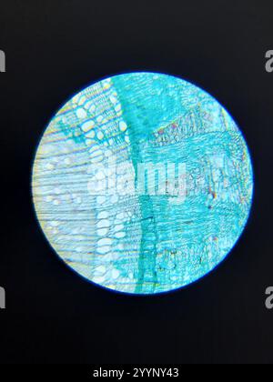 Image microscopique de dicotylédon de bois tronqué Banque D'Images