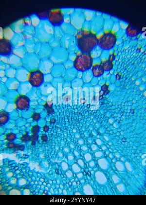 Image microscopique d'une tige de coton Banque D'Images