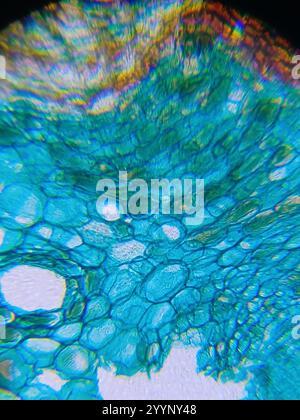 Image microscopique de pin Banque D'Images