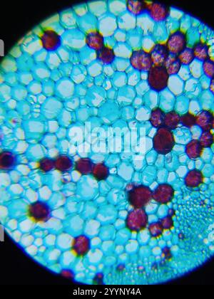 Image microscopique d'une tige de coton Banque D'Images