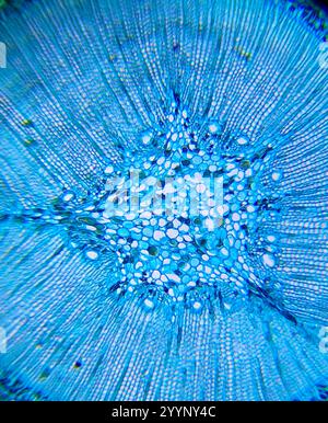 Image microscopique de pin Banque D'Images