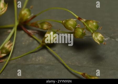 Woodrush à petites fleurs (Luzula parviflora) Banque D'Images