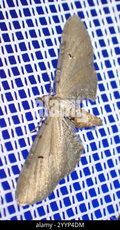 Carlin d'armoise (Eupithecia absinthiata) Banque D'Images