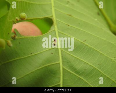 Cinglerie en forme d'algues de Hickory (Caryomyia subulata) Banque D'Images