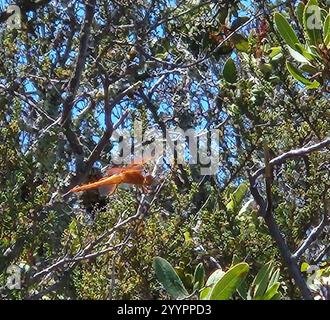 Chasseurs et King Skimmers (Libellula) Banque D'Images