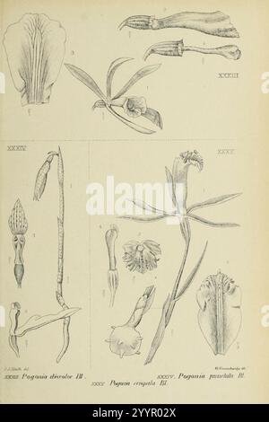 Die Orchideen von Java - fig. 33-35 (1908). Banque D'Images