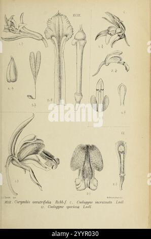 Die Orchideen von Java - fig. 099-101 (1909). Banque D'Images