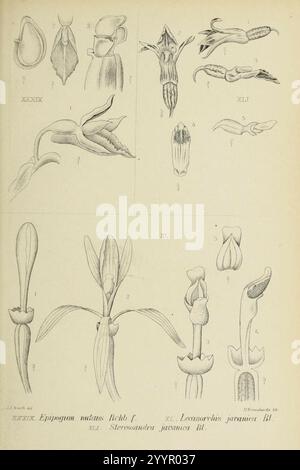 Die Orchideen von Java - fig. 39-41 (1908). Banque D'Images
