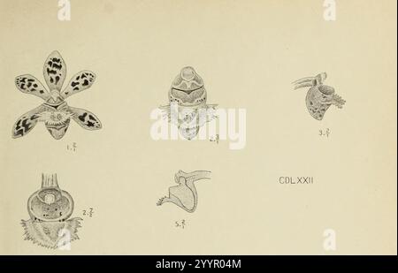 Die Orchideen von Java - fig. 472-473 (1912) - rogné 1. Banque D'Images